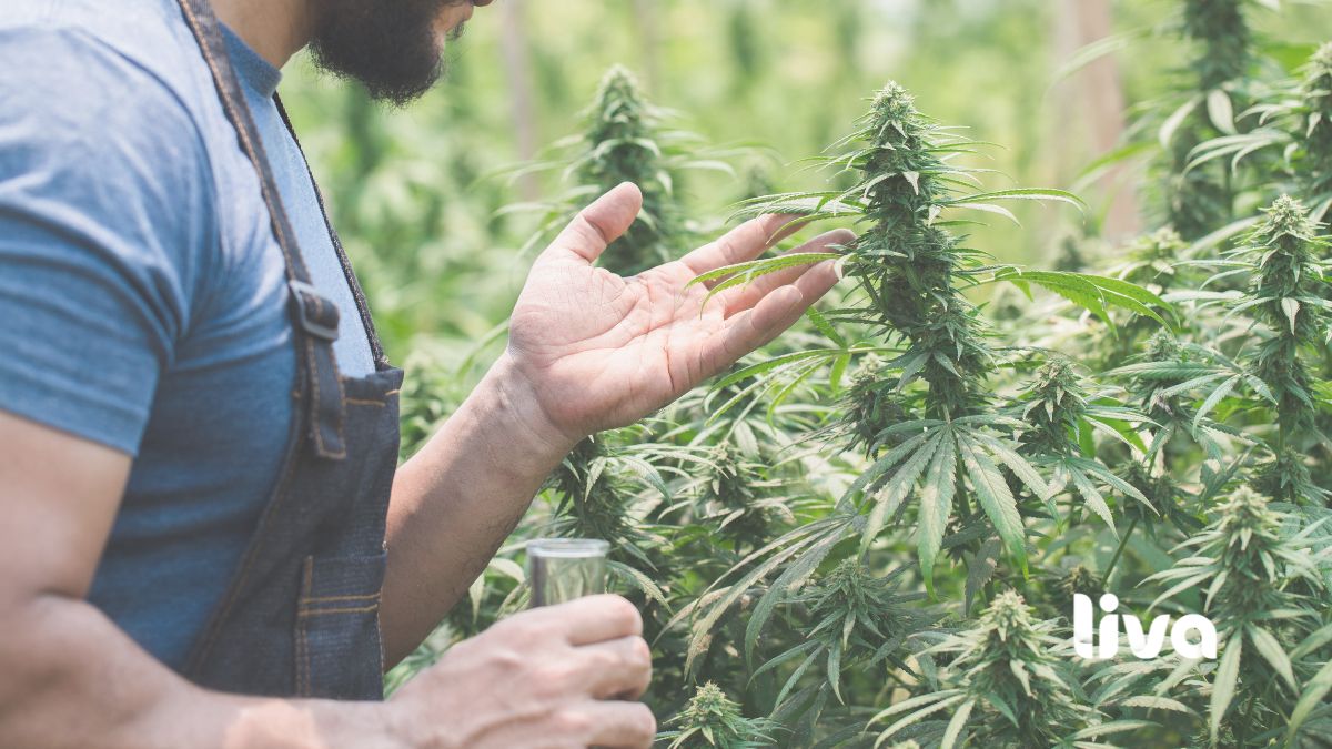 O cultivo de cannabis no Brasil é permitido apenas sob autorização específica e critérios rigorosos de controle sanitário.