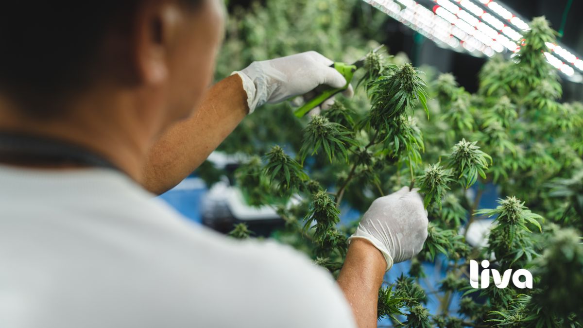 Profissional manuseando plantas de cannabis em ambiente de cultivo controlado.