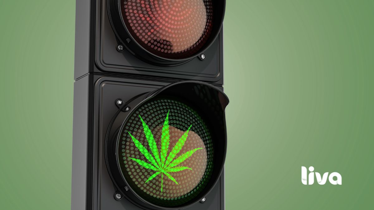 Semáforo verde com símbolo de folha de cannabis, representando avanços regulatórios da cannabis medicinal.